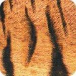 Animal Kingdom SRKD 19875 286