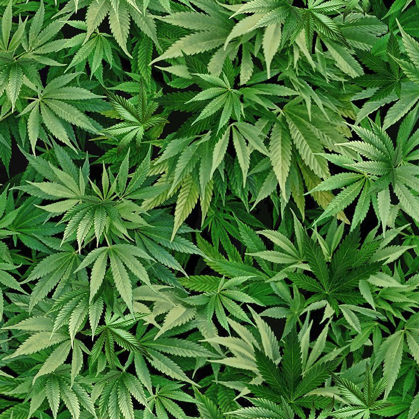 Cannabis Leaf CD3819 Green
