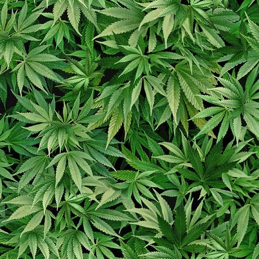 Cannabis Leaf CD3819 Green